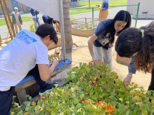 The Lakeside Green Team harvests seeds to be used by the school's cooking class.